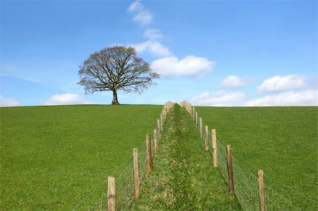 segregation - Oak tree on a horizon in early spring with a double wooden post and wire fence line dividing a field in the foreground. Set against a blue sky with altocumulus clouds. Stock Photo - Budget Royalty-Free & Subscription, Code: 400-03992448