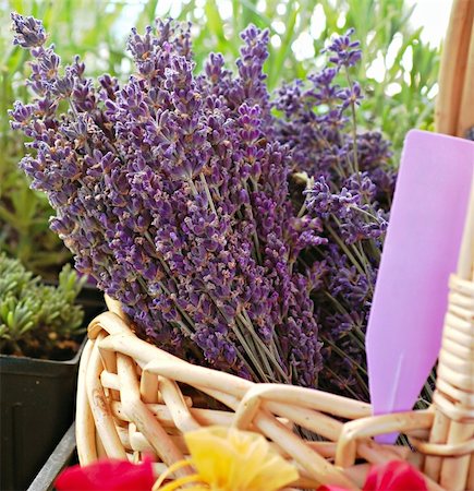 simsearch:600-02377091,k - Bunches of fresh lavender in a basket for sale at a farmer's market in summer Photographie de stock - Aubaine LD & Abonnement, Code: 400-03992622