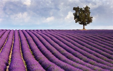 simsearch:400-05162269,k - Image shows a  lavender field in Provence, France, with a lone tree in the background Stock Photo - Budget Royalty-Free & Subscription, Code: 400-03992658