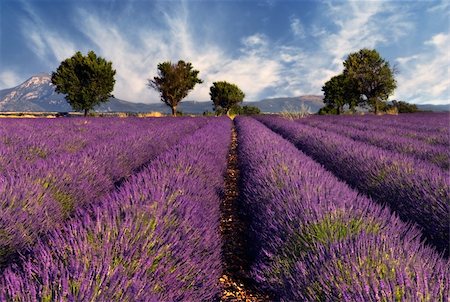 Image shows a lavender field in the region of Provence, southern France, photographed on a windy afternoon Stock Photo - Budget Royalty-Free & Subscription, Code: 400-03992659
