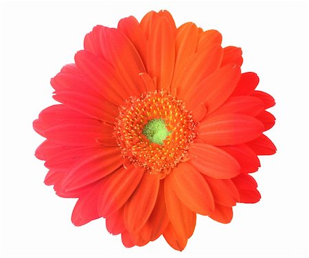 simsearch:400-05128577,k - multicolored gerbera flower on pure white background Stockbilder - Microstock & Abonnement, Bildnummer: 400-03992723