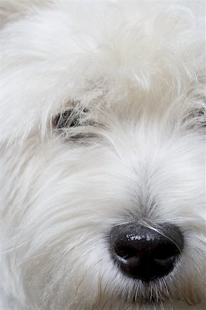 simsearch:400-04176547,k - Puppy terrier white facing the camera Photographie de stock - Aubaine LD & Abonnement, Code: 400-03992911