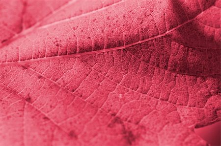 simsearch:400-04221461,k - Beautiful background leaves. Close-up photo. Great details. Stock Photo - Budget Royalty-Free & Subscription, Code: 400-03992975