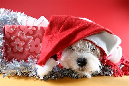 simsearch:400-06477682,k - Cute white puppy with present and snowflakes. Stock Photo - Budget Royalty-Free & Subscription, Code: 400-03992973