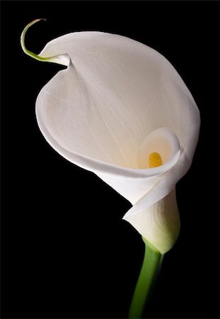 simsearch:400-04095393,k - White calla with elegant curves isolated on black Fotografie stock - Microstock e Abbonamento, Codice: 400-03993224