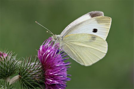 simsearch:400-07674888,k - Cabbage white on a purple thistle Fotografie stock - Microstock e Abbonamento, Codice: 400-03993223