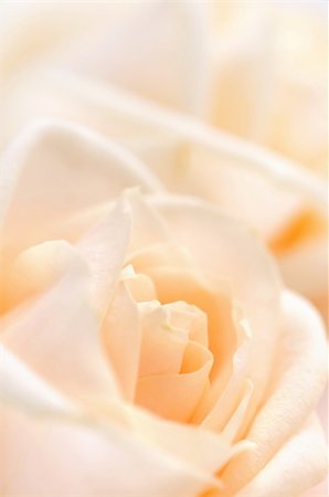 simsearch:400-08528676,k - Floral background of two delicate high key beige roses macro Stock Photo - Budget Royalty-Free & Subscription, Code: 400-03993618