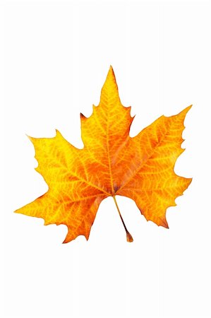 simsearch:400-03950884,k - One maple leaf, isolated on white background Photographie de stock - Aubaine LD & Abonnement, Code: 400-03993678