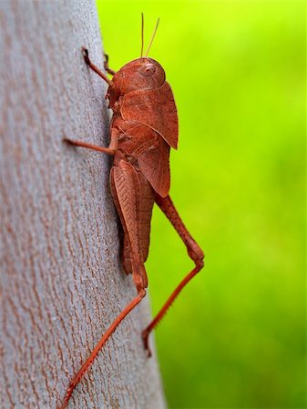 a images of  Grasshopper  in farm of thailand Stock Photo - Budget Royalty-Free & Subscription, Code: 400-03993902