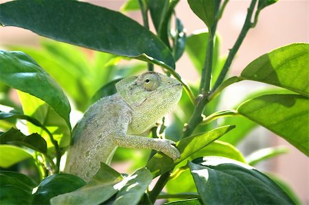 simsearch:400-04000990,k - Lazy chameleon in the tree in Cyprus. Stock Photo - Budget Royalty-Free & Subscription, Code: 400-03993940