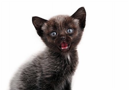 The small kitten cries on a white background Stock Photo - Budget Royalty-Free & Subscription, Code: 400-03993999
