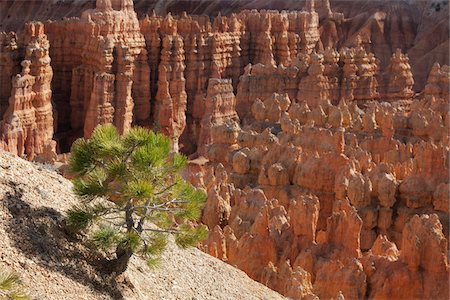 rocoso - Bryce Canyon National Park, Utah, USA Foto de stock - Sin royalties Premium, Código: 600-04223534