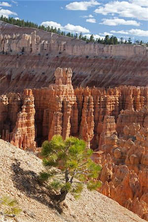 Bryce Canyon National Park, Utah, USA Foto de stock - Sin royalties Premium, Código: 600-04223535