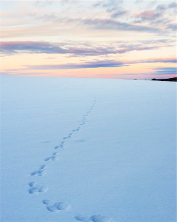 fußabdruck - Spuren im Schnee bedeckt Felder in der Abenddämmerung, Pentland Hills, Schottland Stockbilder - Premium RF Lizenzfrei, Bildnummer: 600-04424907