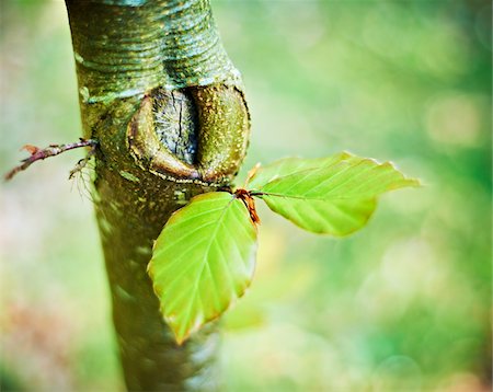 Feuilles qui poussent sur les arbres, les Cotswolds, Gloucestershire, Angleterre Photographie de stock - Premium Libres de Droits, Code: 600-04424914