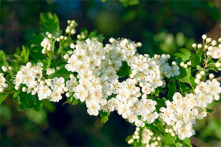 espinoso - Commun aubépine fleur d'oranger, Cotswolds, Gloucestershire, Angleterre Photographie de stock - Premium Libres de Droits, Code: 600-04424915