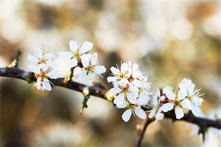 Sloe Blossom, Cotswolds, Gloucestershire, England Stock Photo - Premium Royalty-Free, Code: 600-04424912