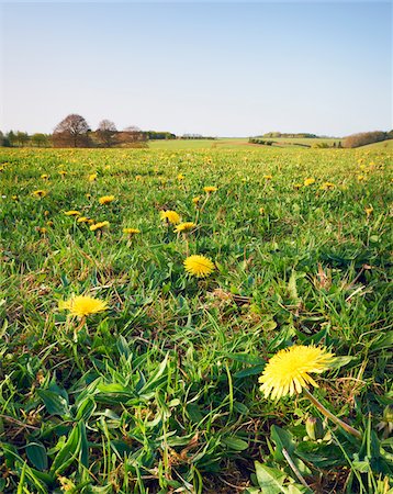 Pissenlits en champ, Cotswolds, Gloucestershire, Angleterre Photographie de stock - Premium Libres de Droits, Code: 600-04424913