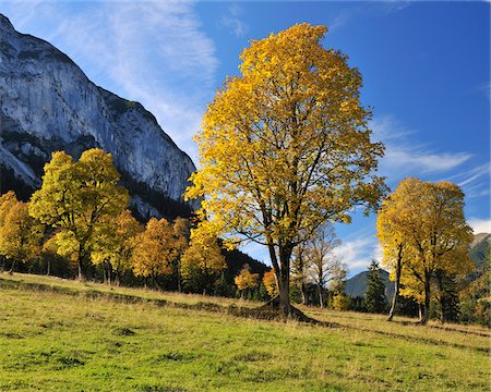 Érables en automne, Grosser Ahornboden Karwendel, Eng, Tyrol, Autriche Photographie de stock - Premium Libres de Droits, Code: 600-04424959