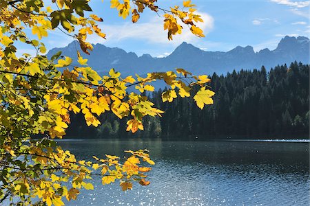 Feuilles d'érable à l'automne, lac Barmsee, Karwendel gamme, Fabrice, Haute-Bavière, Bavière, Allemagne Photographie de stock - Premium Libres de Droits, Code: 600-04424952