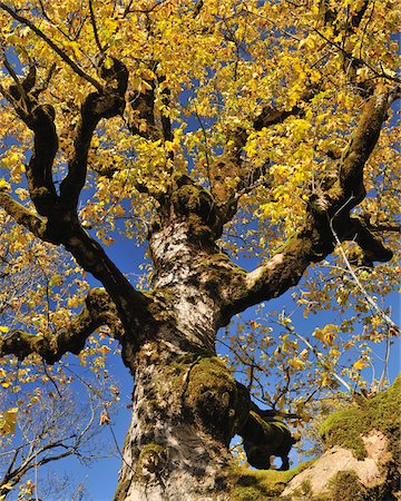 simsearch:614-08202062,k - Maple Tree in Autumn, Grosser Ahornboden, Karwendel, Eng, Tyrol, Austria Fotografie stock - Premium Royalty-Free, Codice: 600-04424965