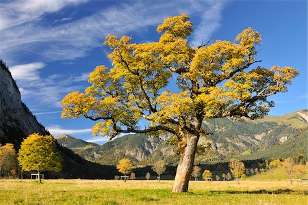 Érable à l'automne, Grosser Ahornboden Karwendel, Eng, Tyrol, Autriche Photographie de stock - Premium Libres de Droits, Code: 600-04424961