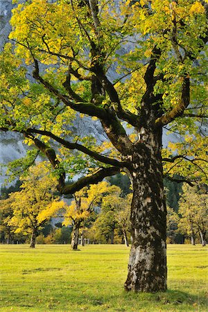 Maple Tree in Autumn, Grosser Ahornboden, Karwendel, Eng, Tyrol, Austria Foto de stock - Sin royalties Premium, Código: 600-04424963