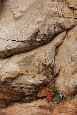 Zion National Park, Utah, USA Foto de stock - Sin royalties Premium, Código: 600-04425078