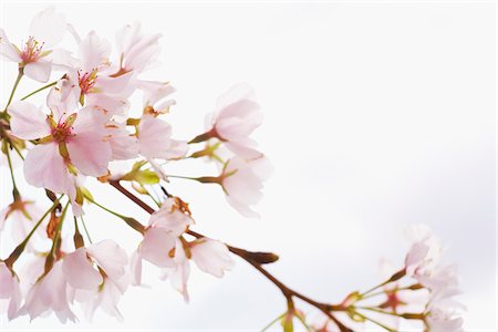 delicate flowers - Close-up of Akebono Cherry Tree Blossom, Washington, D.C., USA Stock Photo - Premium Royalty-Free, Code: 600-04926384