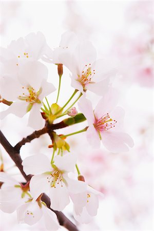 fruit tree - Close-up of Akebono Cherry Tree Blossom, Washington, D.C., USA Stock Photo - Premium Royalty-Free, Code: 600-04926385