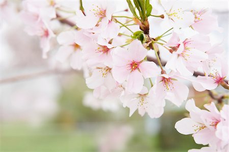 flower macro - Close-up of Akebono Cherry Tree Blossoms, Washington, D.C., USA Stock Photo - Premium Royalty-Free, Code: 600-04929244