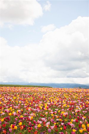 flower field - Tulip Farm, Woodburn, Marion County, Oregon, USA Stock Photo - Premium Royalty-Free, Code: 600-04931723