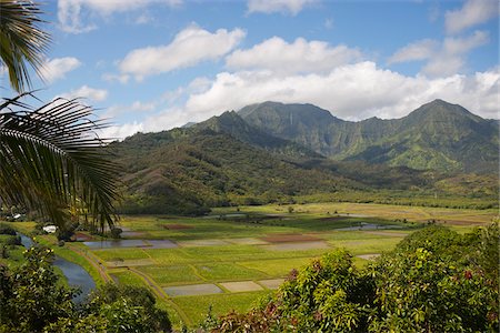 polynesian mountain - Taro Fields, North Shore, Kauai, Hawaii, USA Stock Photo - Premium Royalty-Free, Code: 600-04931765