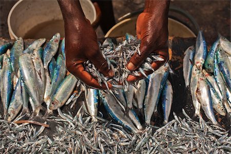 Sardines fraîches, Zanzibar, Tanzanie Photographie de stock - Premium Libres de Droits, Code: 600-04981797