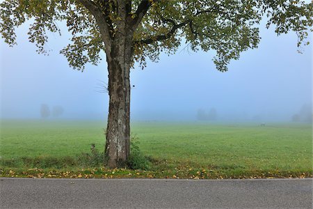 fall trees on road - Lone Tree, Forggensee, Ostallgau, Bavaria, Germany Stock Photo - Premium Royalty-Free, Code: 600-05452145