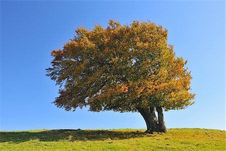 Beech Tree, Schauinsland, forêt noire, Bade-Wurtemberg, Allemagne Photographie de stock - Premium Libres de Droits, Code: 600-05452155