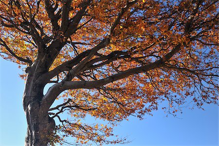 Beech Tree, Schauinsland, Black Forest, Baden-Wurttemberg, Germany Stock Photo - Premium Royalty-Free, Code: 600-05452157