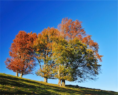 Beech Trees, Schauinsland, Black Forest, Baden-Wurttemberg, Germany Stock Photo - Premium Royalty-Free, Code: 600-05452158