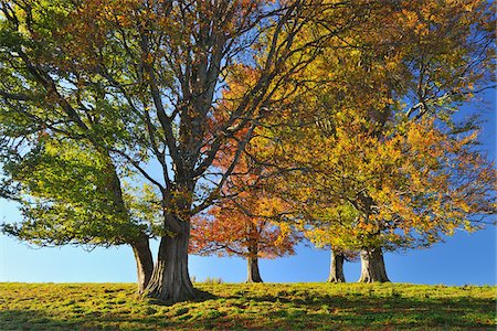 Hêtre arbres, Schauinsland, forêt noire, Bade-Wurtemberg, Allemagne Photographie de stock - Premium Libres de Droits, Code: 600-05452159