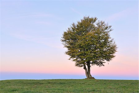 Beech Tree, Schauinsland, Black Forest, Baden-Wurttemberg, Germany Stock Photo - Premium Royalty-Free, Code: 600-05452164