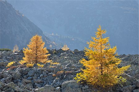 simsearch:600-05524495,k - Larch Trees, Albula Pass, Engadin, Canton of Graubunden, Switzerland Stock Photo - Premium Royalty-Free, Code: 600-05452168