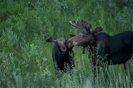 Orignal avec veaux, Parc National de Yellowstone, Wyoming, USA Photographie de stock - Premium Libres de Droits, Code: 600-05452232