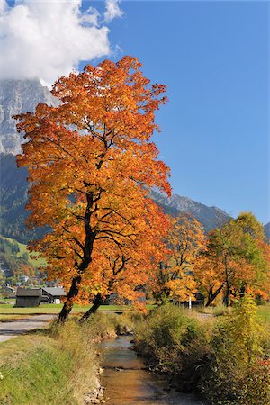 small towns in the fall - Maple Tree and River in Autumn, Lermoos, Tyrol, Austria Stock Photo - Premium Royalty-Free, Code: 600-05524247