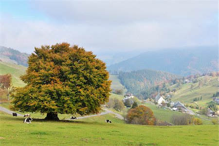 Beech Tree and Overview of Town, Hofsgrund, Oberried, Baden-Wurttemberg, Germany Stock Photo - Premium Royalty-Free, Code: 600-05524257