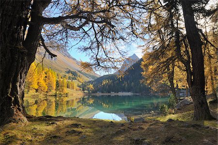 european larch - Lai da Palpuogna in Autumn, Bergun, Albula Pass, Grisons, Switzerland Foto de stock - Sin royalties Premium, Código: 600-05524262