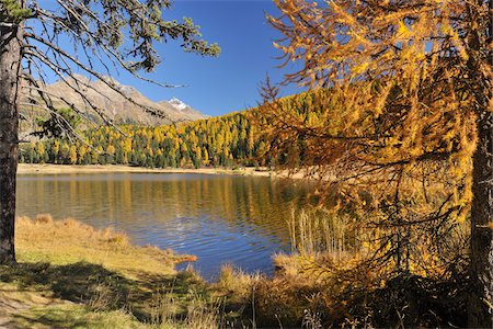 simsearch:700-05524310,k - Lake Staz in Autumn, St. Moritz, Engadin, Canton of Gruabunden, Switzerland Fotografie stock - Premium Royalty-Free, Codice: 600-05524297