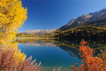 spiegelbild - Autumn andscape, Lake Silvaplana, Engadin, Grisons, Switzerland Stockbilder - Premium RF Lizenzfrei, Bildnummer: 600-05524311
