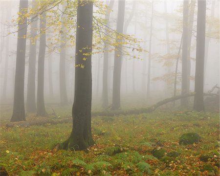 rhoen - Forêt brumeuse en automne, montagne Rhon, Hesse, Allemagne Photographie de stock - Premium Libres de Droits, Code: 600-05524474
