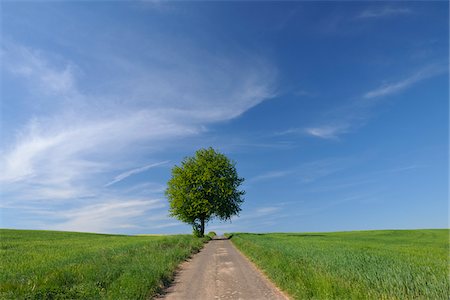 fruit trees pictures - Country Road and Cherry Tree, Edertal, Hesse, Germany Stock Photo - Premium Royalty-Free, Code: 600-05524487