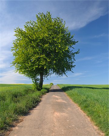 road and horizon perspective photo - Country Road and Cherry Tree, Edertal, Hesse, Germany Stock Photo - Premium Royalty-Free, Code: 600-05524488